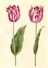 Garden tulip