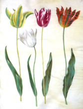 Garden tulip