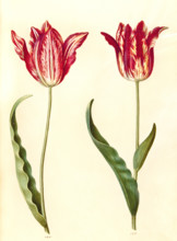 Garden tulip