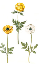 Globeflower