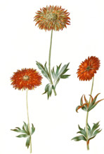 Hybrids of the windflower