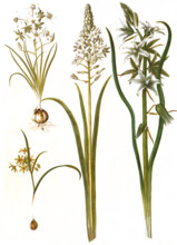 Ornithogalum umbellatum