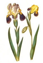 Iris vó germanica or Iris vó sambucina