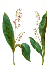 Convallaria majalis rosea