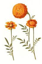 Upright marigold