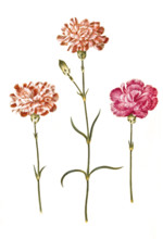 Country carnation or noble carnation