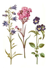 Round-leaved bellflower