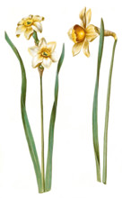 Daffodils and daffodils