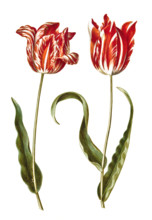 Garden tulip