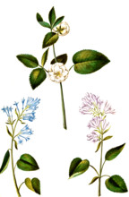 Rose and Common Lilac or Common Lilac
