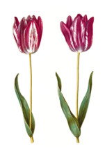 Garden tulip