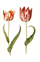 Garden tulip