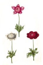 Crown Anemone