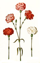 Garden carnation