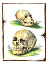 Comparison of a skull bone of ape and human