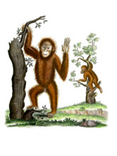 Two orangutans climbing trees. Pongo pygmaeus.