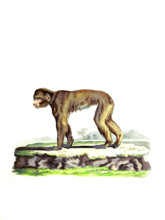 Barbary macaque
