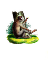 Southern pig-tailed macaque