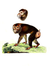 Pig-tailed macaque