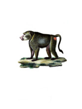 Western crested monkey