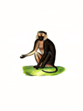 Anubis baboon or green baboon