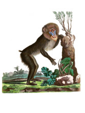 Mandrill