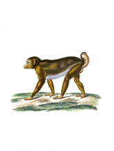 Northern pig-tailed macaque