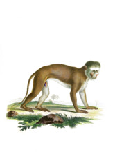 Malbrouck's green monkey