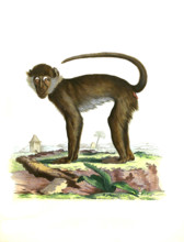 Ethiopian green monkey
