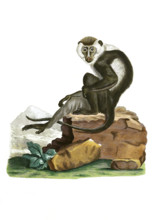 Ethiopian green monkey