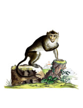 Javan macaque