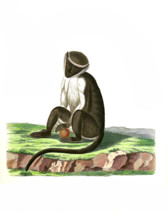 Cercopithecus roloway