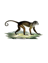 Brown Capuchin Monkey