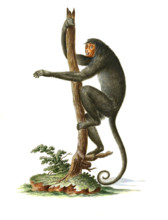 Lomami monkey