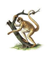Southern spider monkey