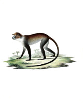 White-throated monkey