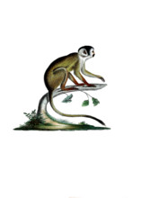 Dark squirrel monkey or Vanzolini squirrel monkey