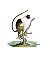 Yellow-bellied pygmy marmoset