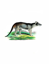 Tasmanian wolf