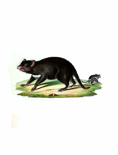Tasmanian devil