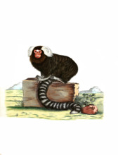 Common Marmoset