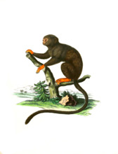 Red-handed tamarin