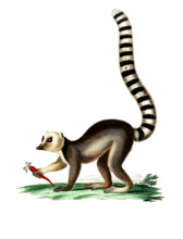 Lemur catta
