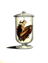 Vespertilio spectrum