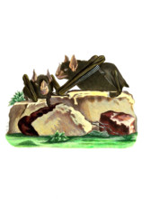 Vespertilio haftatus