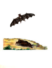 Vespertilio foricinus