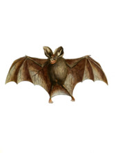 Malayan or Lesser False Vampire Bat