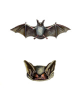 Parti-coloured bat