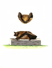 Vespertilio ferotinus