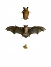 Common pipistrelle